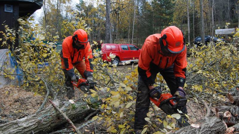 Röjning med motorsåg efter trädfällning