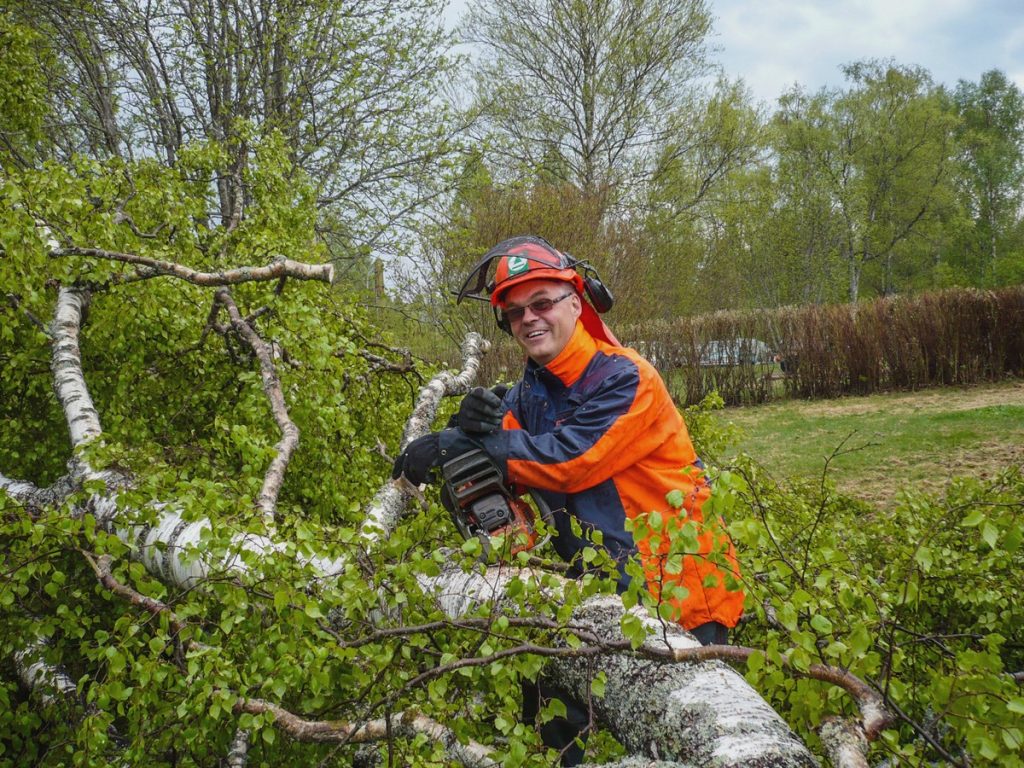 Glad medarbetare vid en fälld björk