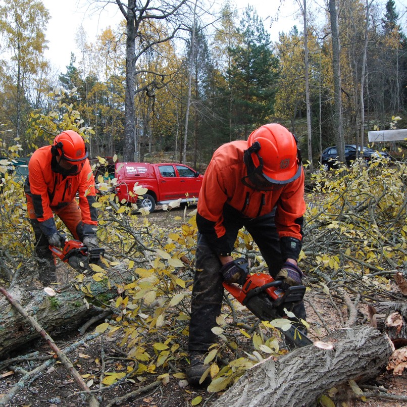 Medarbetare sågar isär redan fällda träd