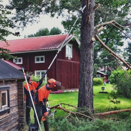 Medarbetare sågar grenar från en tall