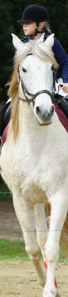Flicka rider på en vit häst