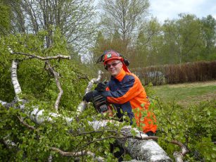 SkogAb avverkar skog